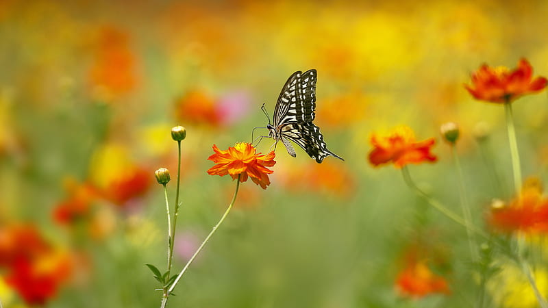 Insects, Swallowtail Butterfly, Butterfly, Flower, Macro, Summer, HD wallpaper