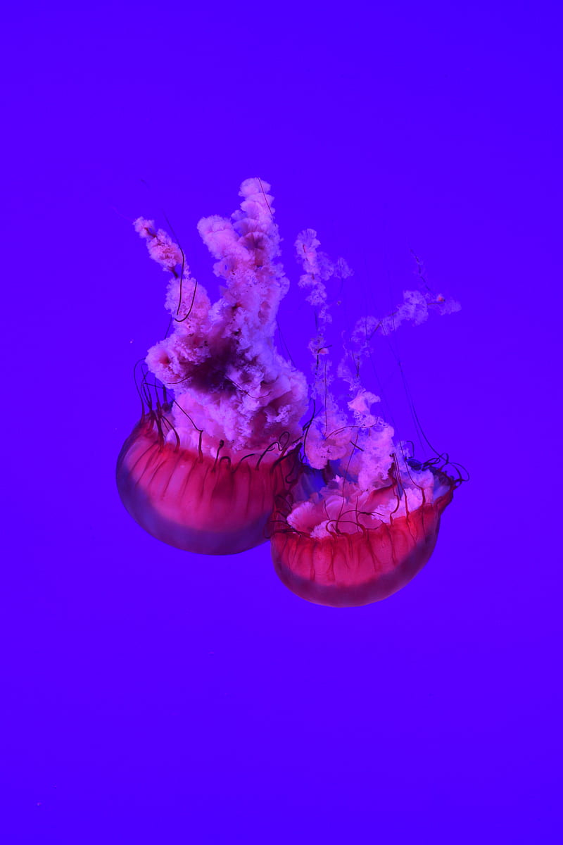 jellyfish, tentacles, underwater world, ocean, sea, close up, HD phone wallpaper