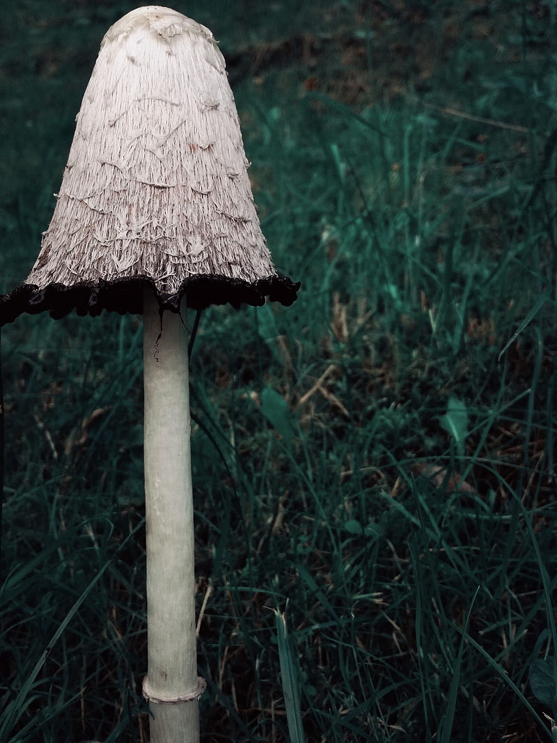 inkcap tumblr fungus, aesthetic, crunge, dark, forest, inky cap, mushroom, woods, HD phone wallpaper