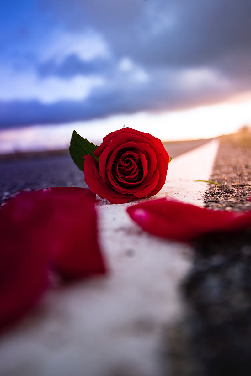 rose, flower, petals, red, asphalt, road, HD phone wallpaper