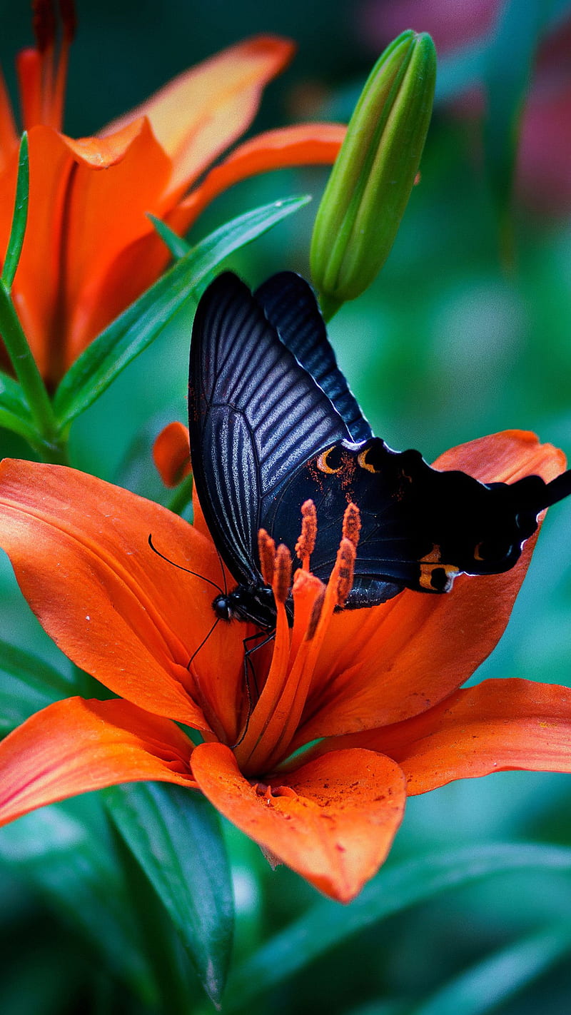 Flower walpaper butterfly , flowers, HD phone wallpaper