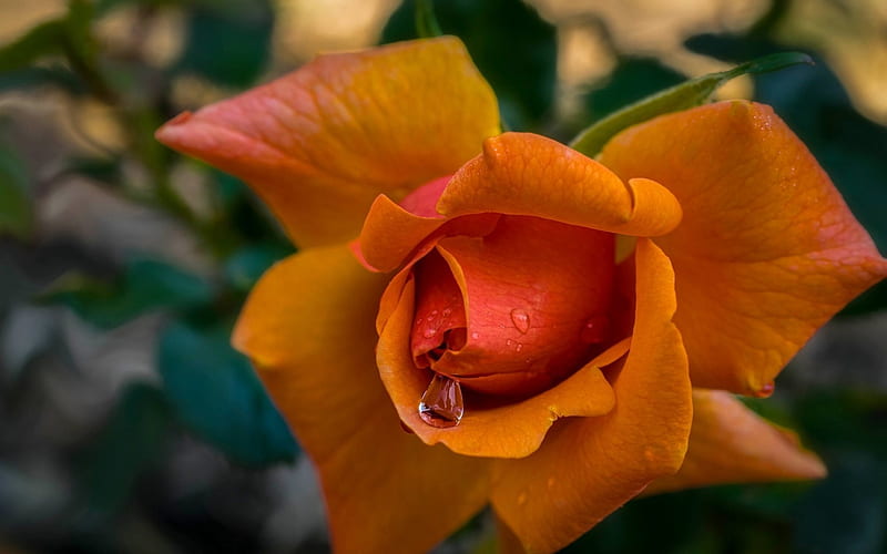 orange rose, shrub rose, orange flowers, roses, HD wallpaper