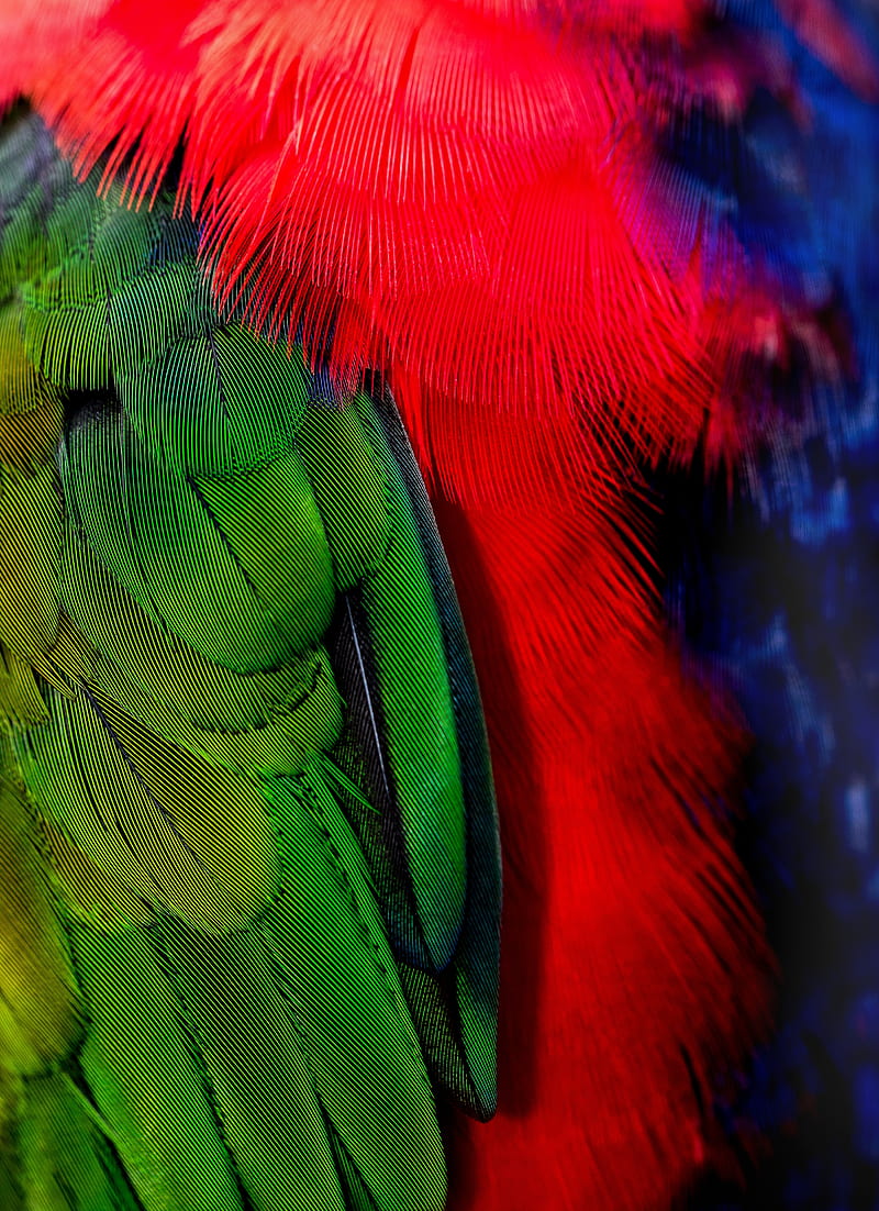 feathers, green, red, bird, HD phone wallpaper