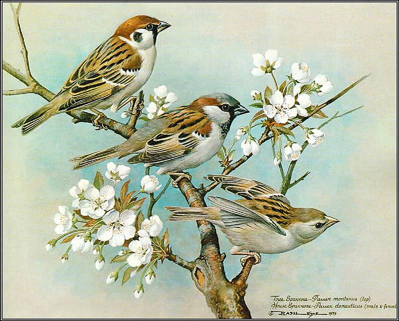 Sparrows., bird, flower, sparrow, animal, perch, HD wallpaper