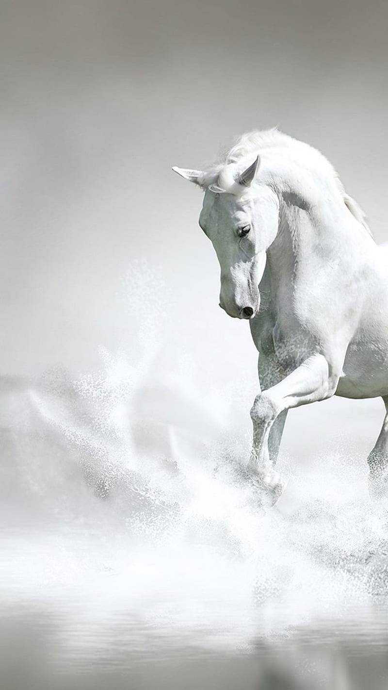 Running Horse Mobile, Running White Horse, HD phone wallpaper | Peakpx