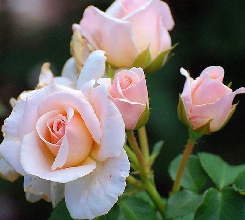 Pink Beauties, flowers, nature, petals, roses, buds, pink, HD wallpaper ...