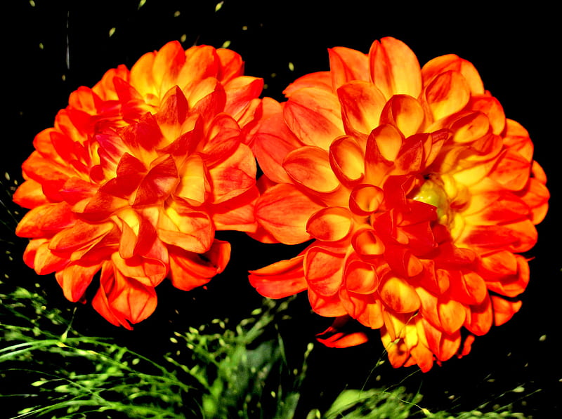 Orange Dahlias, orange flowers, orange, dahlia, dahlias, HD wallpaper