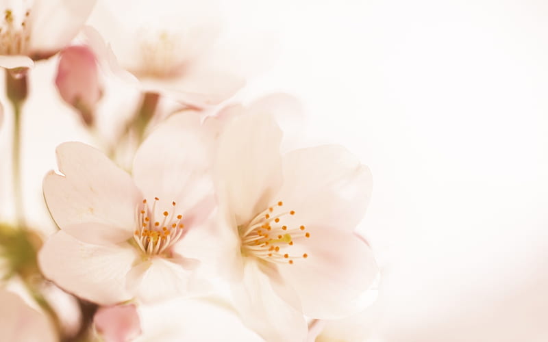 Soft Focus graphy - Romantic Flowers dim 14, HD wallpaper