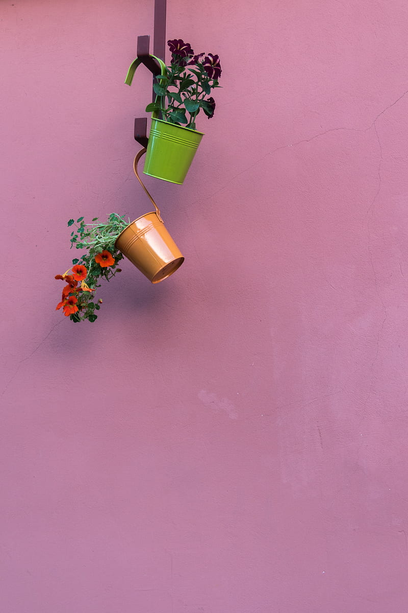 petunia, flowers, pots, minimalism, HD phone wallpaper