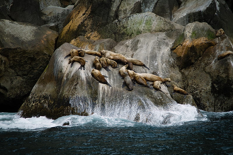 group of sea lions on rock formation near sea during daytime, HD wallpaper