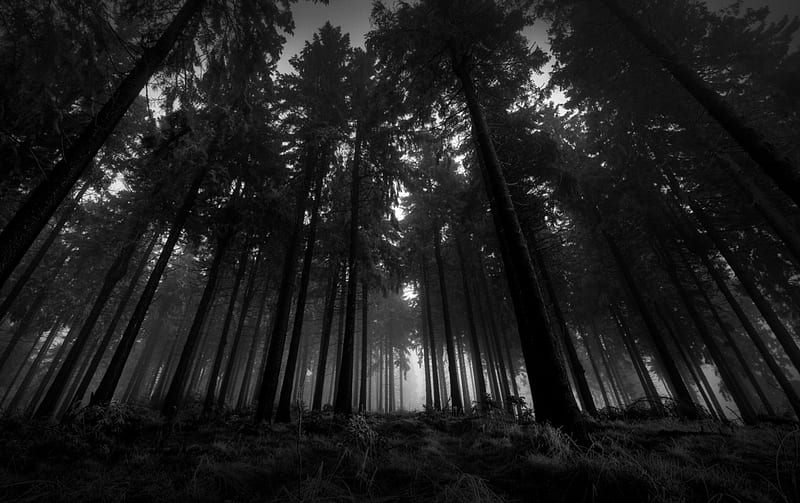 Forest of Shadow, forest, tree, somber, dark, shade, shadow, gloomy, HD wallpaper
