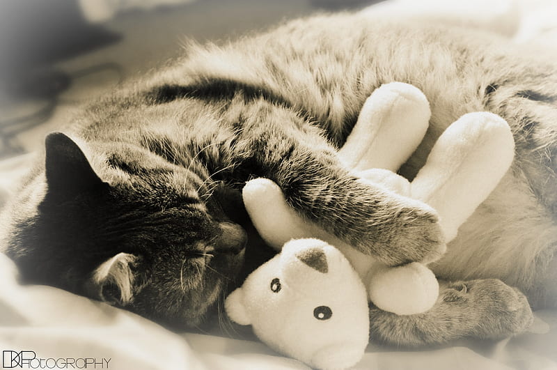 Sweet Dreams, teddy, kitty, black and white, dreams, adorable, cat, cute, bw, teddy bear, HD wallpaper