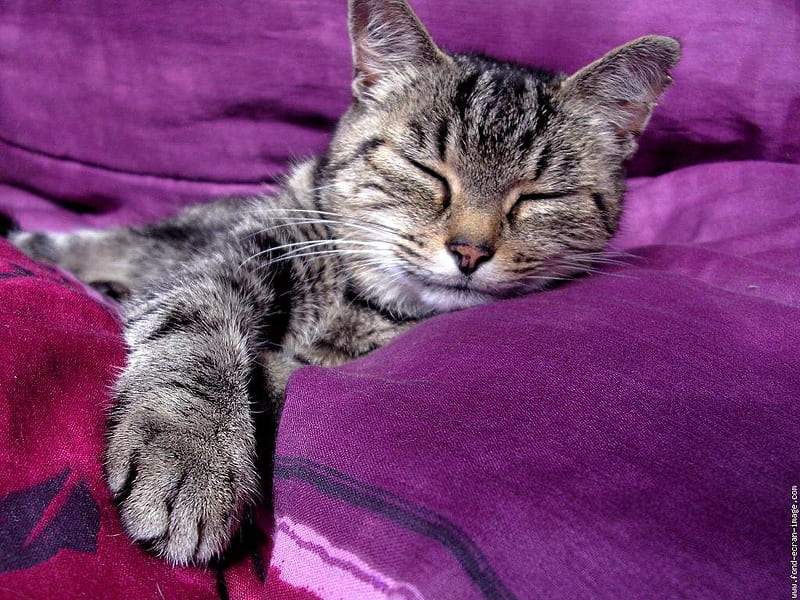 European shorthair cat sleeping, sleep, cat, kitten, animal, sweet, HD wallpaper