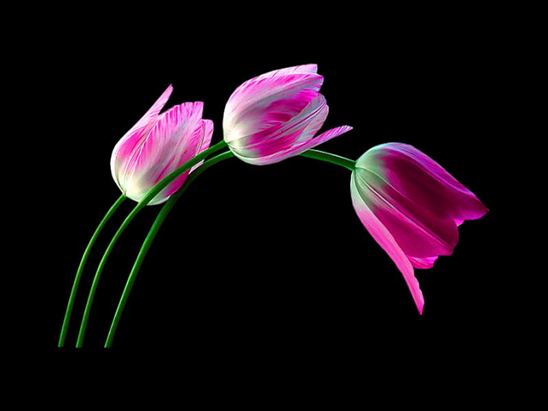 Tulips three, three, tulips, pink and white, black background, HD wallpaper