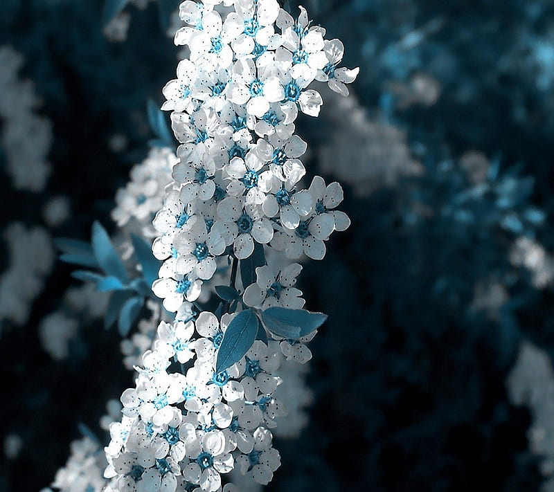 White flowers, background, beauty, blossom, nature, HD wallpaper | Peakpx