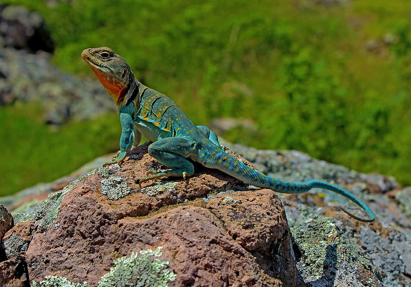 lizard, amphibian, scales, reptile, stone, HD wallpaper