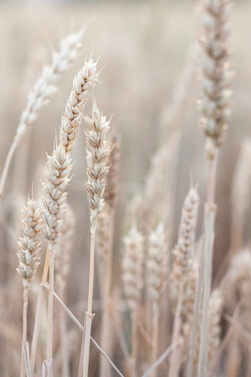 brown wheat field during daytime, HD phone wallpaper