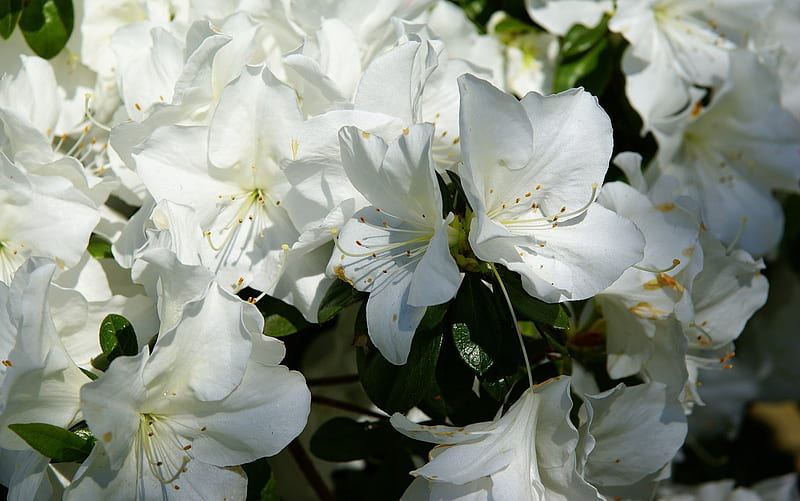 Azaleas blancas, bonita, fragante, bonito, suave, delicado, apacible,  arbusto, Fondo de pantalla HD | Peakpx