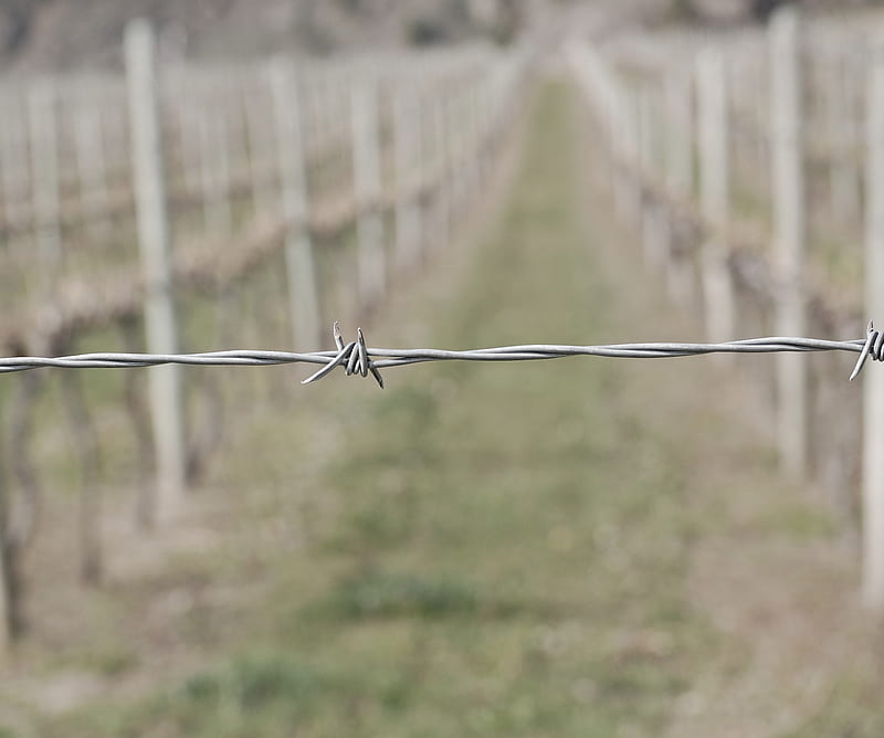 Barbed Wire, fences, winery, HD wallpaper
