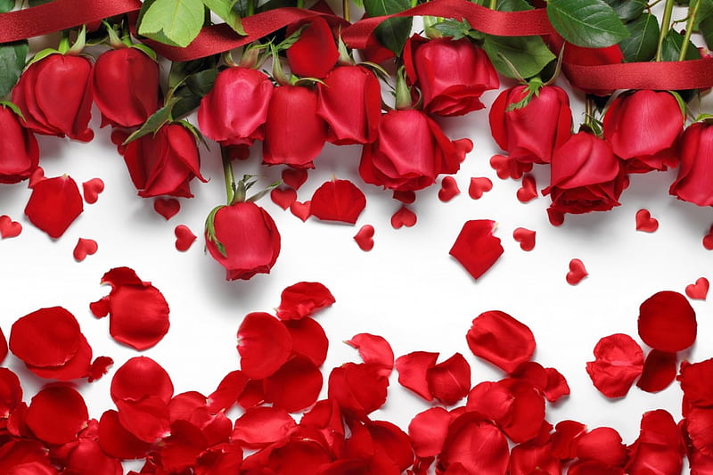 Roses With Love, red, ribbon, love, petals, roses, white, corazones, HD wallpaper