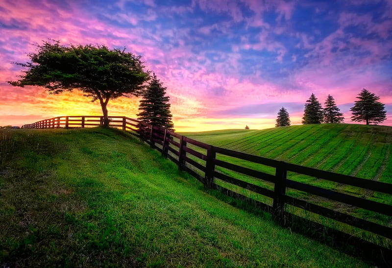Sunrise over field, fence, colorful, amazing, lovely, grass, bonito, sky, tree, summer, nature, sunrise, field, meadow, HD wallpaper