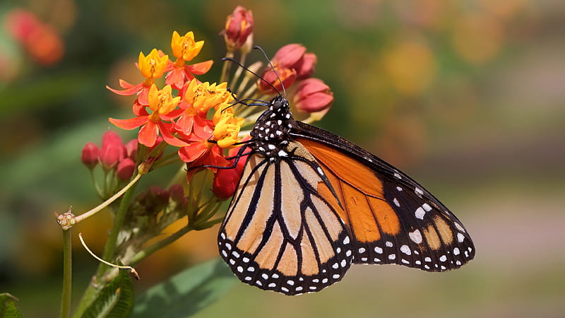 Colorful Butterfly On Red Yellow Flowers In Blur Background Butterfly, HD wallpaper
