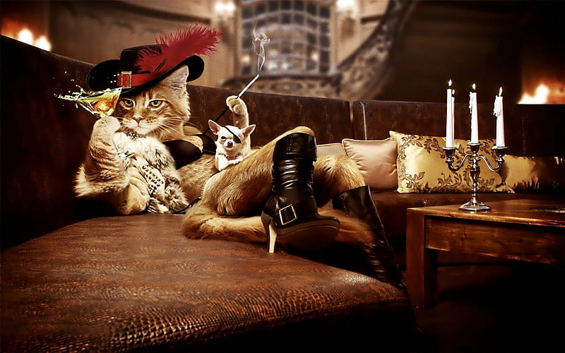 Cat musketer, humor, smoking, drink, fun, cat, dog, HD wallpaper