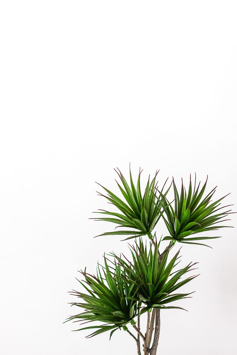 palm, plant, green, decorative, minimalism, HD phone wallpaper