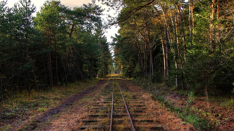 abandoned railroad tracks through a forest, path, forest, grass, tracks, HD wallpaper