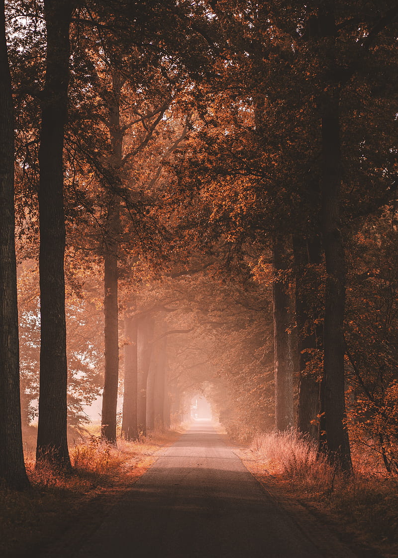 fall, scenery, path, road, foggy, autumn, trees, Nature, HD phone wallpaper