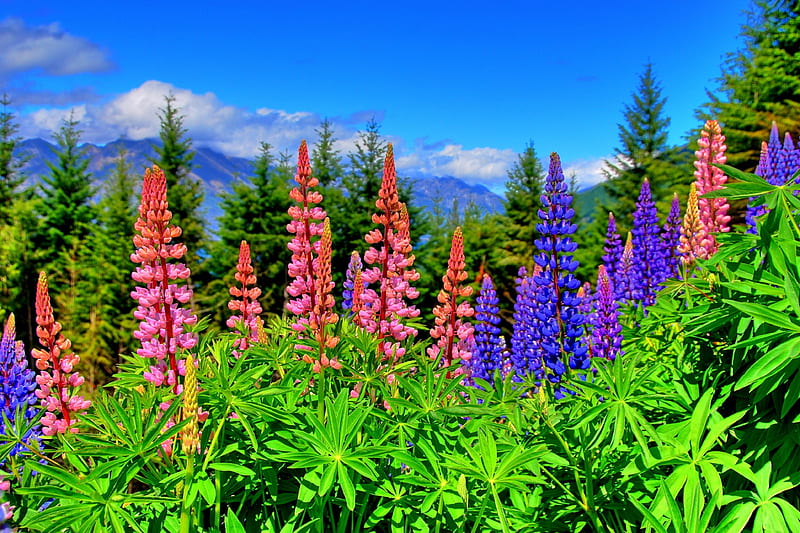 LUPINS from NEW-ZEALND, lupin, wild flowers, enchanting nature, places, spring, sky, meadows, splendor, mountains, nature, lovely flowers, pink, landscape, HD wallpaper