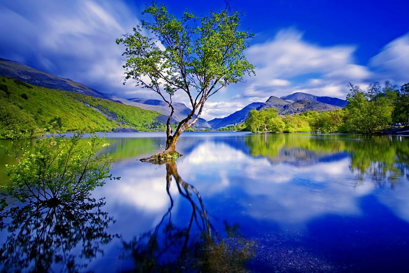 Blue reflections, shore, clear, bonito, sky, lake, waters, tree, tranquil, serenity, crystal, reflection, blue, HD wallpaper