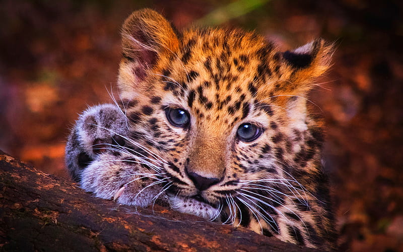 leopard, cub, wildlife, close-up, predator, jungle, Africa, Panthera pardus, HD wallpaper