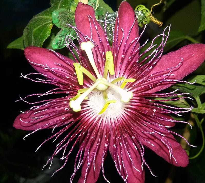 Passionflower LadyMa, lady margaret, passionflower, HD wallpaper