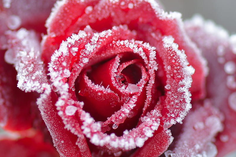 Frozen, rose, ice, flower, trandafir, winter, iarna, HD wallpaper
