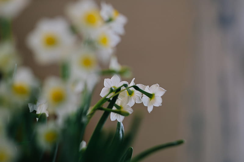daffodils, flowers, white, plant, spring, HD wallpaper