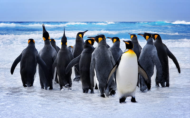 Emperor penguins antarctic ocean, wildlife, penguins, Aptenodytes forsteri, HD wallpaper