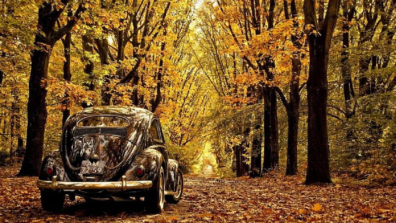 old VW beetle in autumn forest, forest, autumn, leaves, car, vintage, HD wallpaper