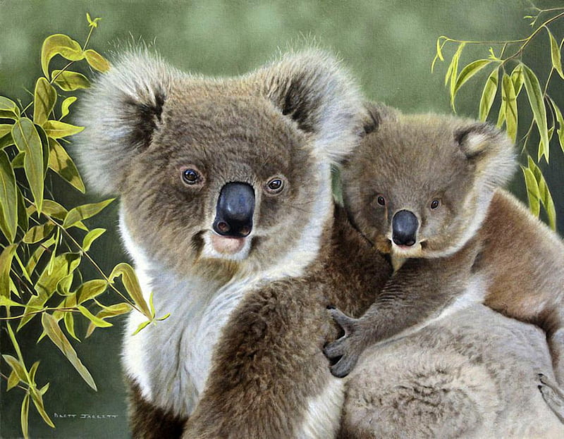 Australian Bears, young, bears, koala, animal, HD wallpaper