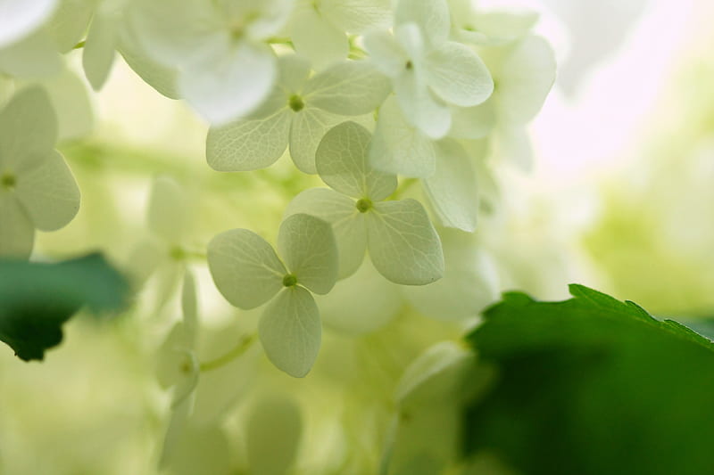 Hortensia blanca, flor, hortensia, piel, verde, macro, Fondo de pantalla HD  | Peakpx