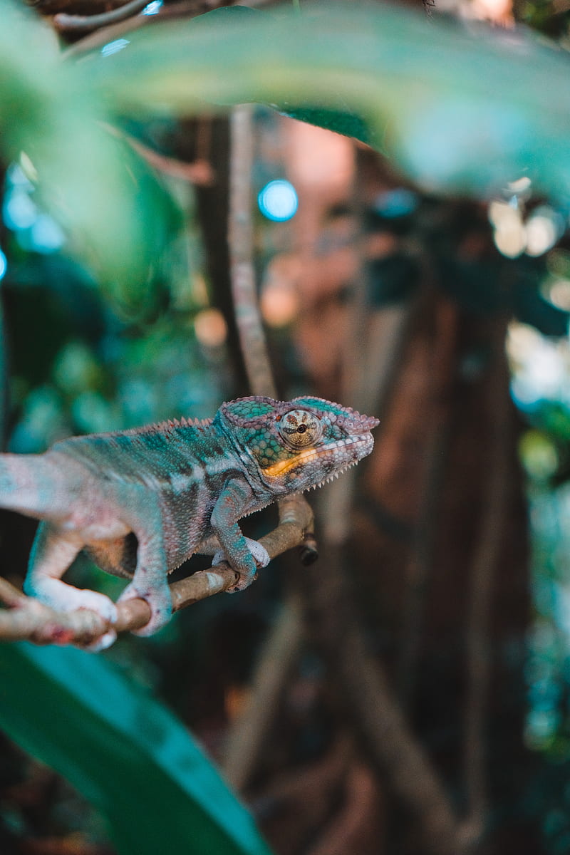 chameleon, lizard, branch, reptile, exotic, HD phone wallpaper