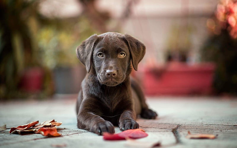 chocolate labrador, puppy, brown retriever, dogs, pets, cute dogs, labradors, retriever, HD wallpaper