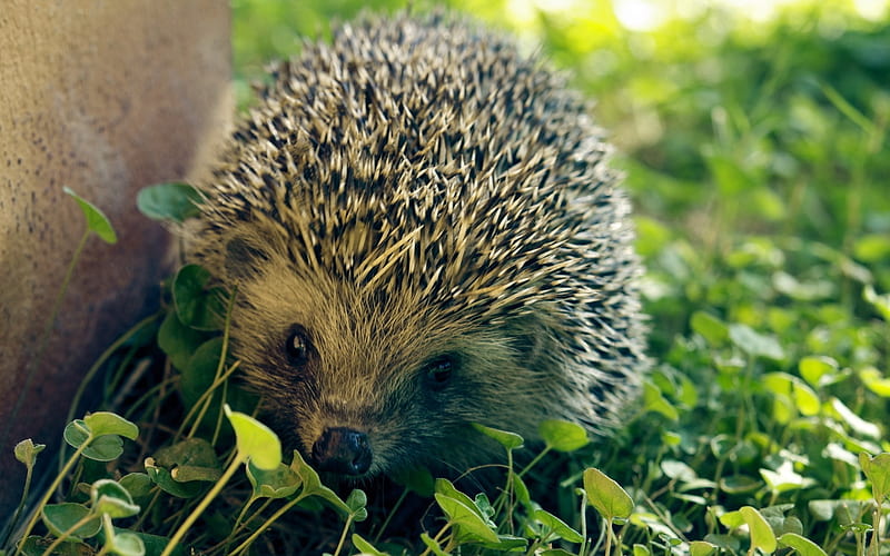 Hedgehog needles leaves grass-Animal High Quality, HD wallpaper