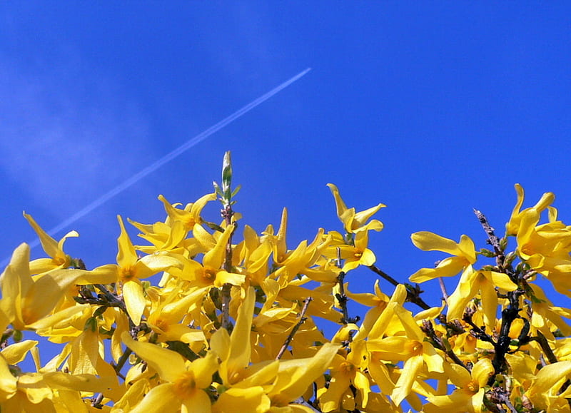 forsythia, yellow, spring, blue sky, HD wallpaper