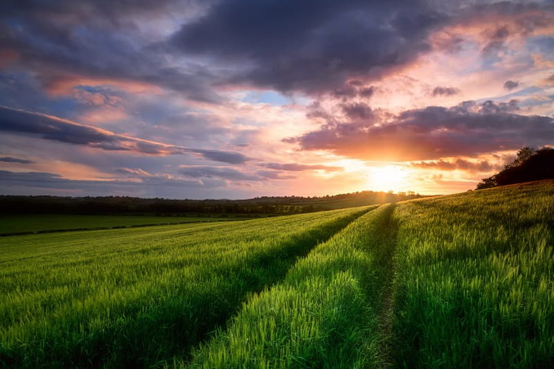 Sunset, sun, grass, sky, clouds, splendor, path, nature, field, HD ...