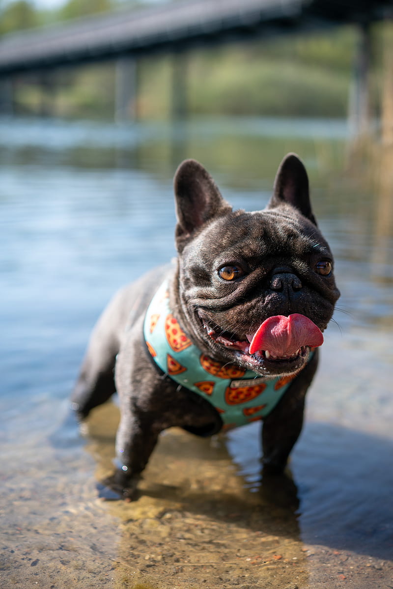 pug, dog, protruding tongue, funny, water, HD phone wallpaper