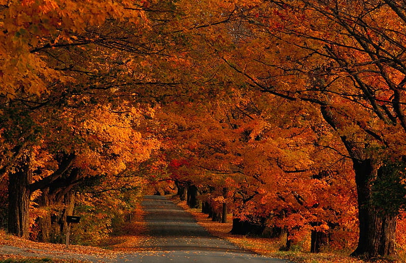 FALL IN VERMONT, red, fall, orange, golden, colors, trees, HD wallpaper