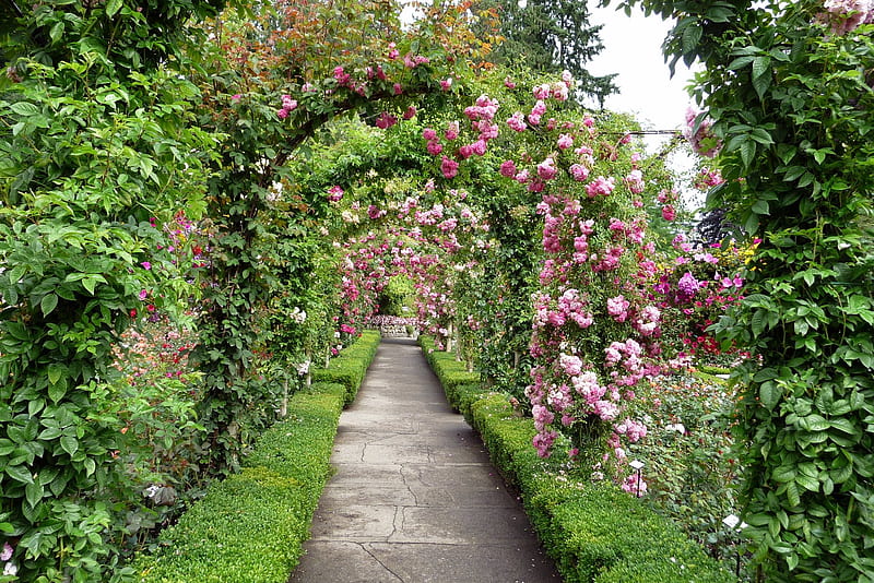 the entire garden for Cinzia, archway, garden, nature, roses, pink, HD wallpaper