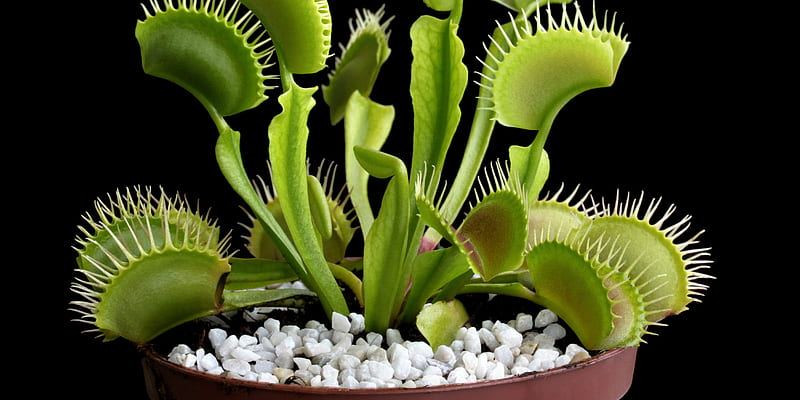 Why You Should Add Carnivorous Plants to Your Collection. Architectural Digest, HD wallpaper