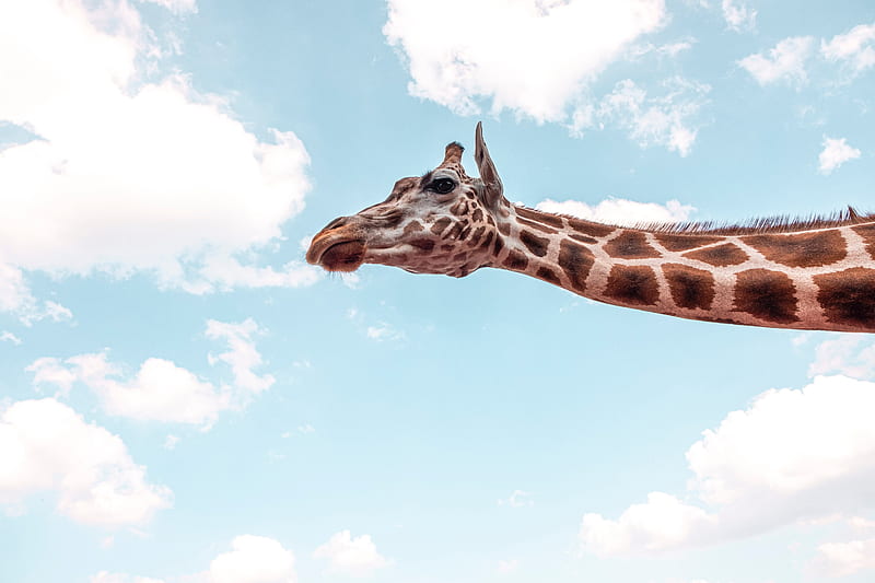 Giraffe Under Blue Sky , giraffe, animals, HD wallpaper